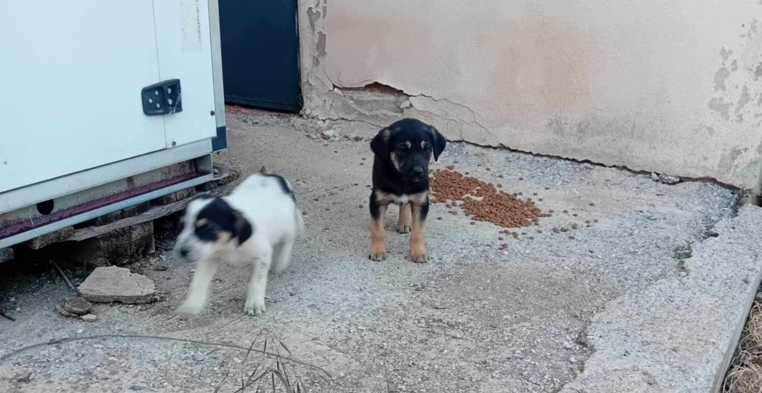 Zwei Welpen laufen auf Betonboden neben einer Hauswand und einem Futterhaufen.