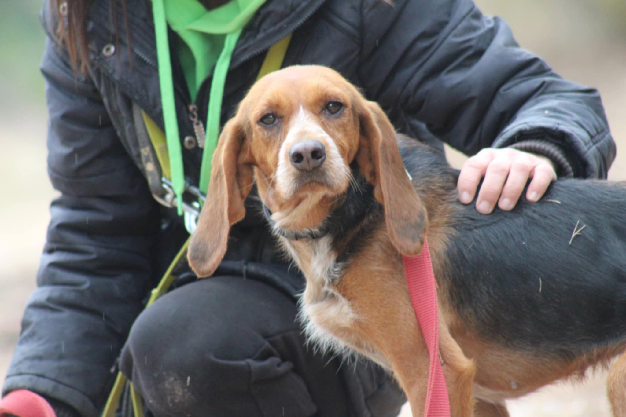 Ein Beagle an einer Leine mit einer knienden Person im Hintergrund.