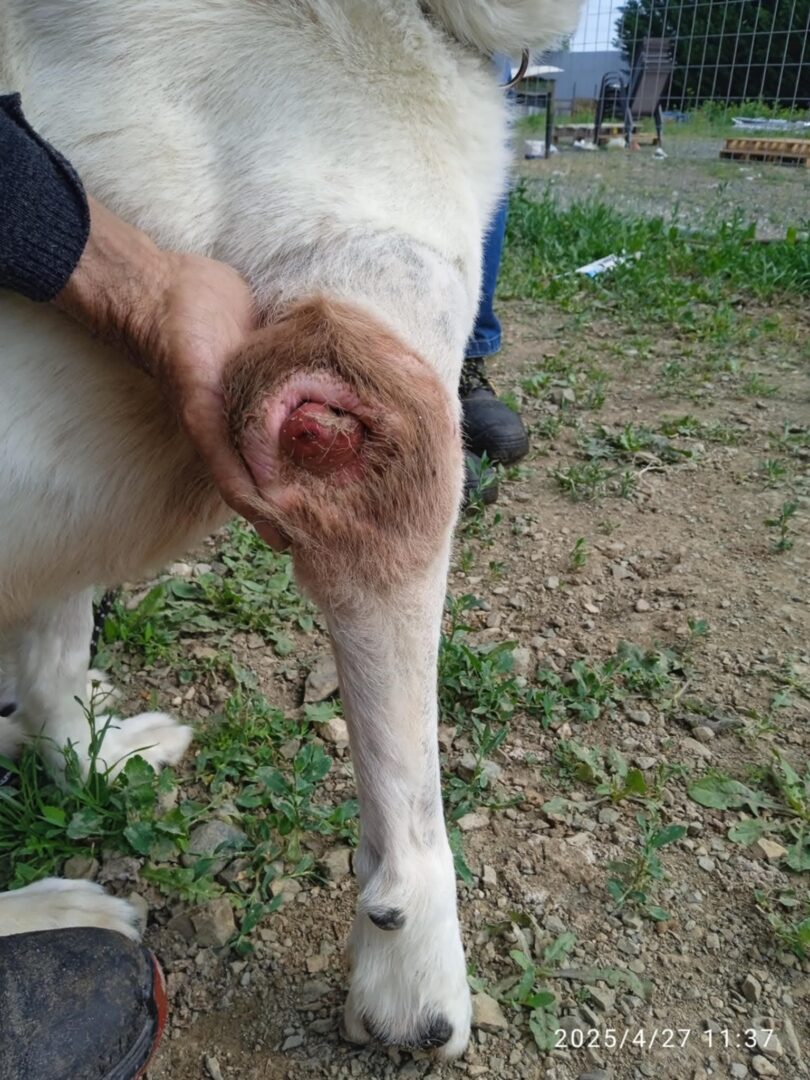 Hund mit Wunde am Bein, auf Grasboden stehend.