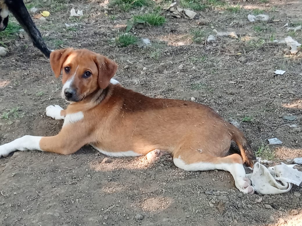 Ein brauner Hund liegt auf dem Boden im Freien und schaut in die Kamera.