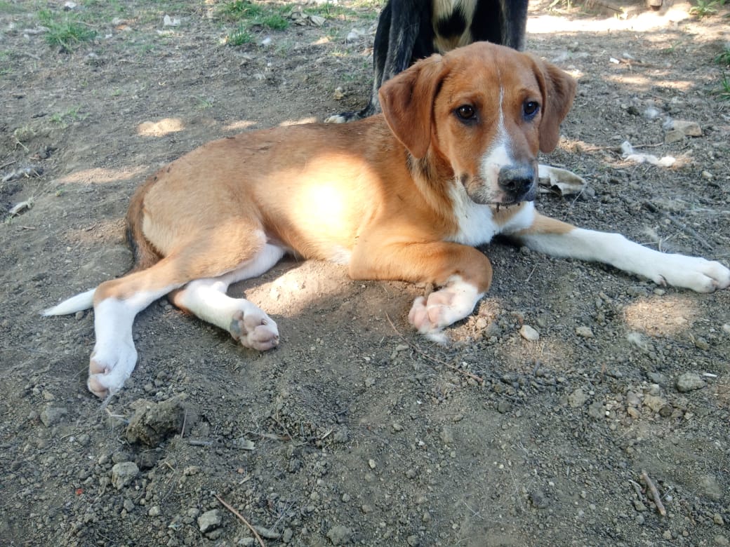 Brauner Hund liegt auf erdigem Boden im Freien, teilweise von Schatten bedeckt.