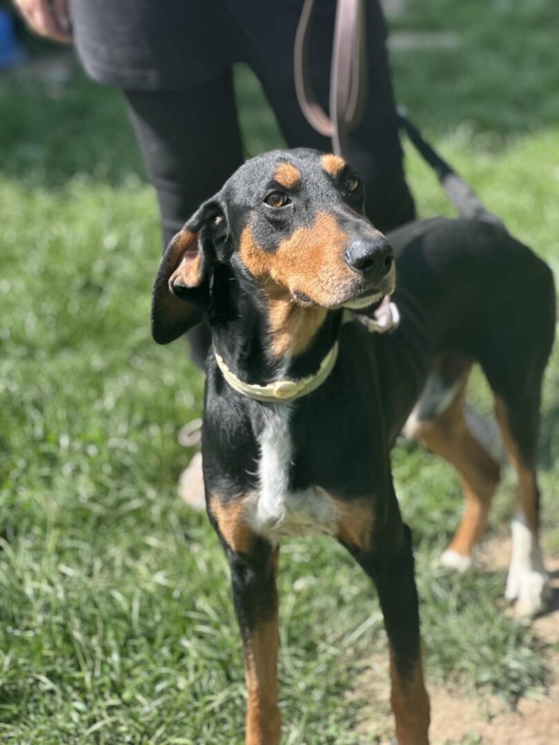 Schwarzer Hund mit braunen Flecken an der Leine auf einer Wiese.