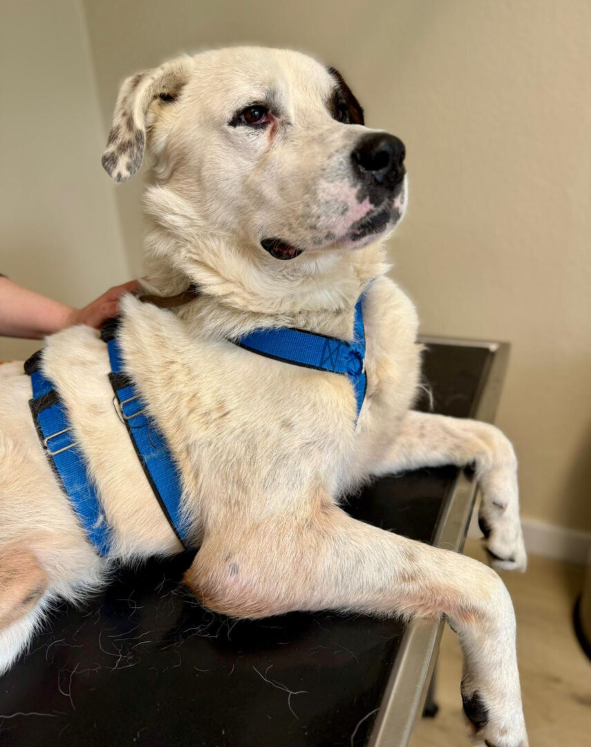 Hund mit blauem Geschirr liegt auf einem Tisch in einem Raum.