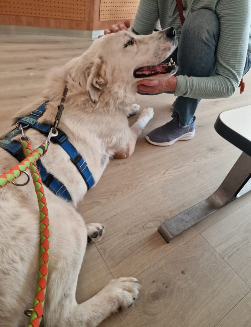 Hund liegt auf Holzboden neben Person, mit blauer Leine und Geschirr.