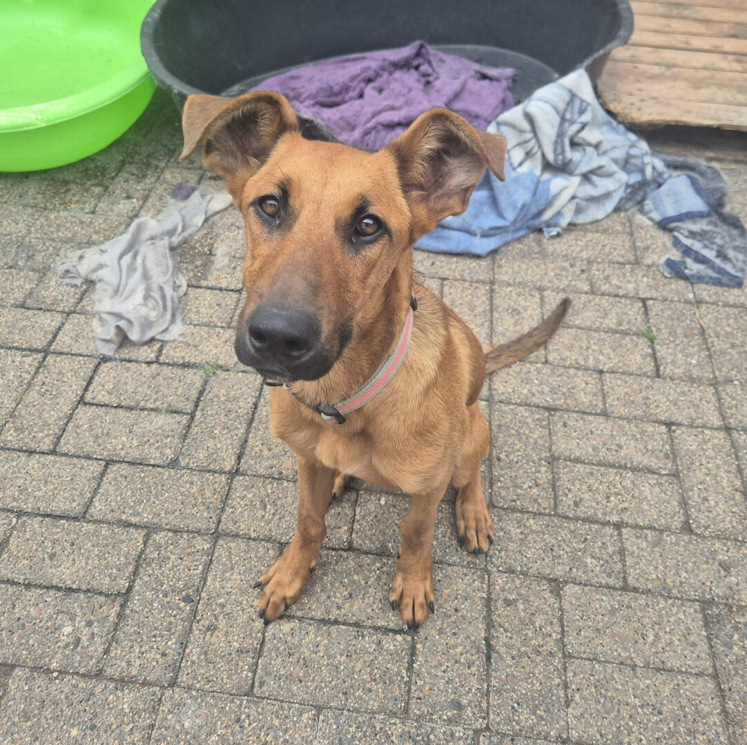 Hund mit Halsband sitzt auf gefliester Fläche neben farbigen Decken.