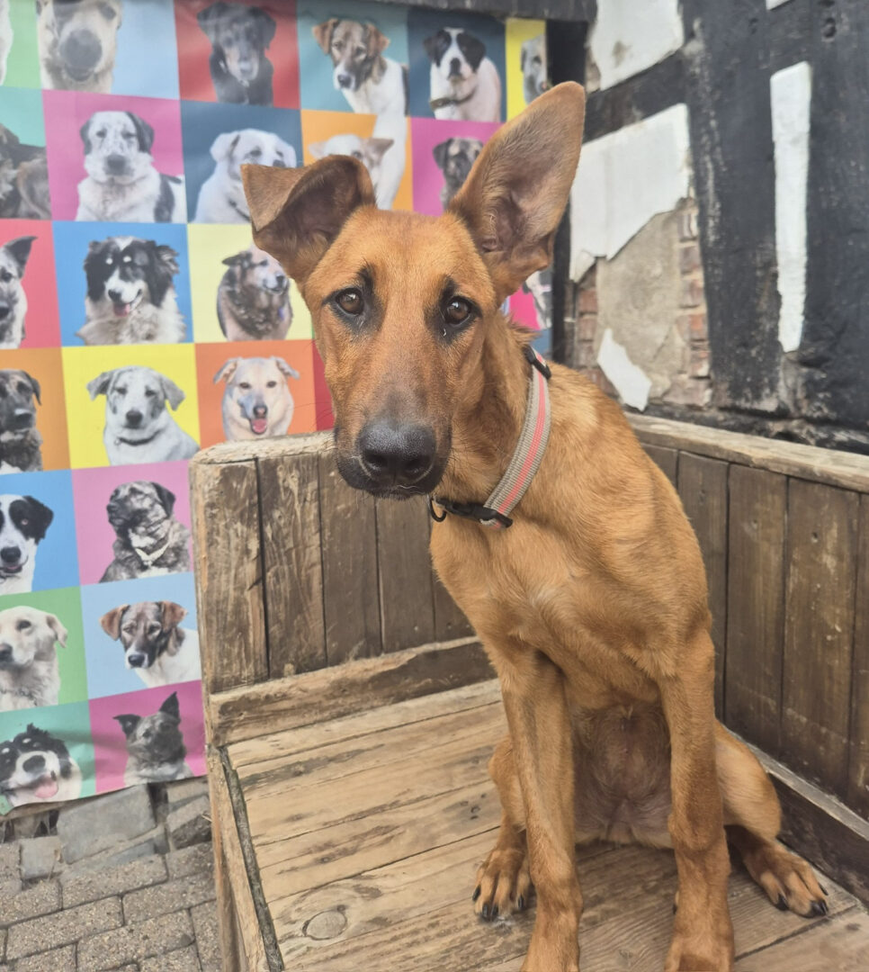 Brauner Hund sitzt vor bunter Tapete mit Tierporträts.