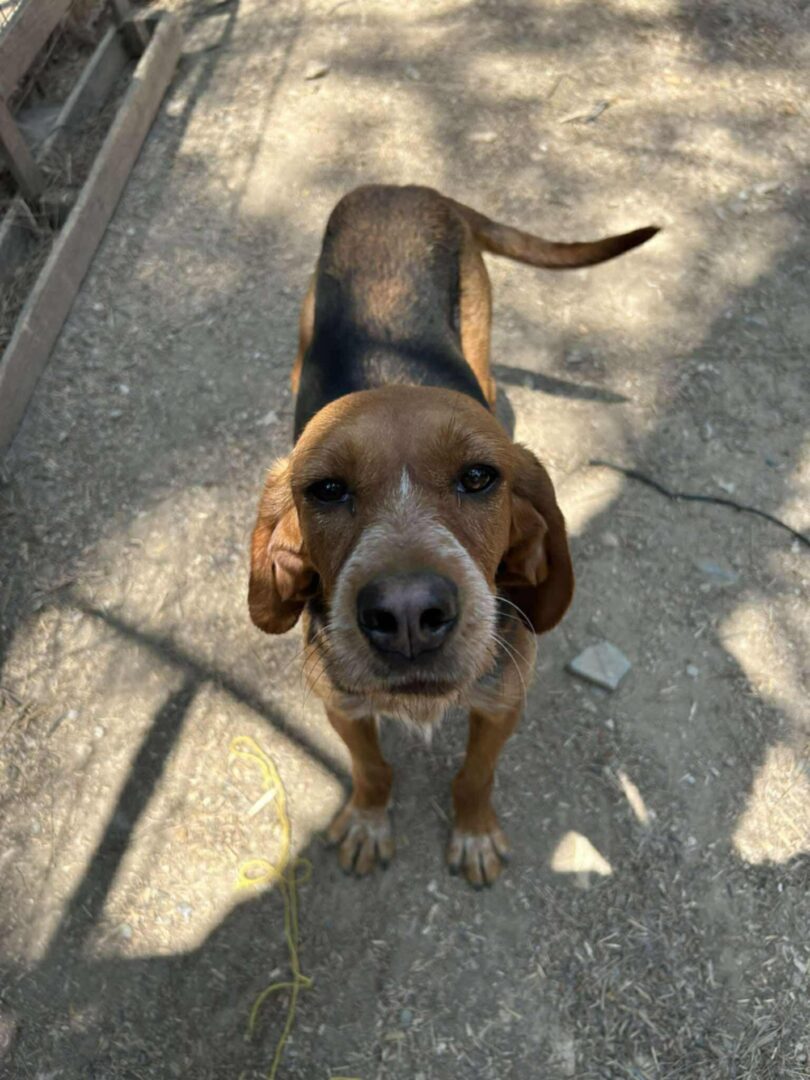 Hund steht auf staubigem Boden, umgeben von Schatten.