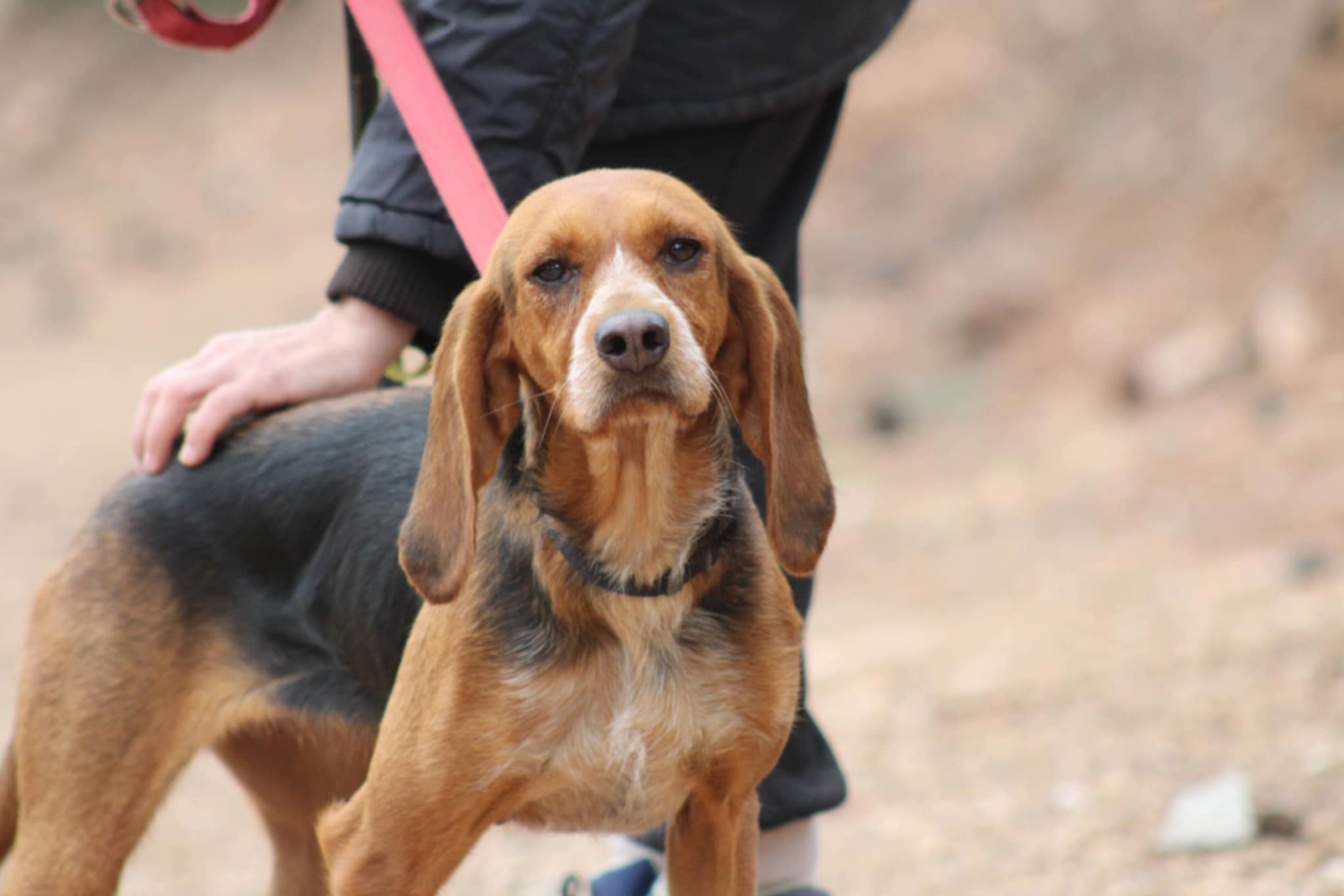 Hund an Leine mit Hand im Vordergrund im Freien