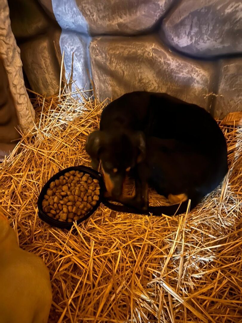 Hund liegt im Stroh neben einem Napf voller Trockenfutter.