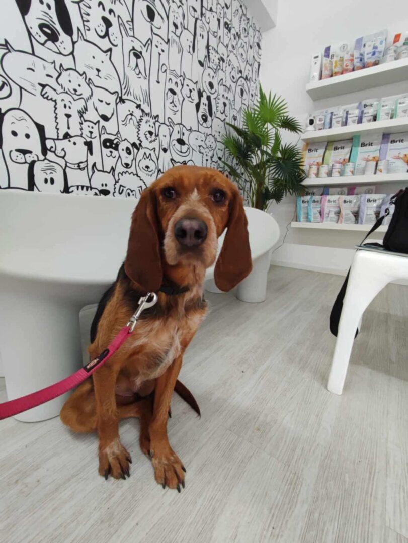 Hund sitzt an der Leine in einem Raum mit Tierarztbedarf.