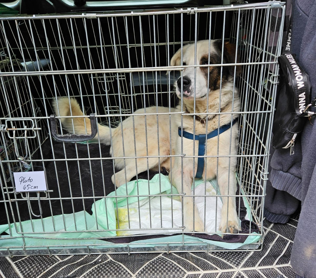 Hund liegt in einem Käfig im Kofferraum eines Autos.