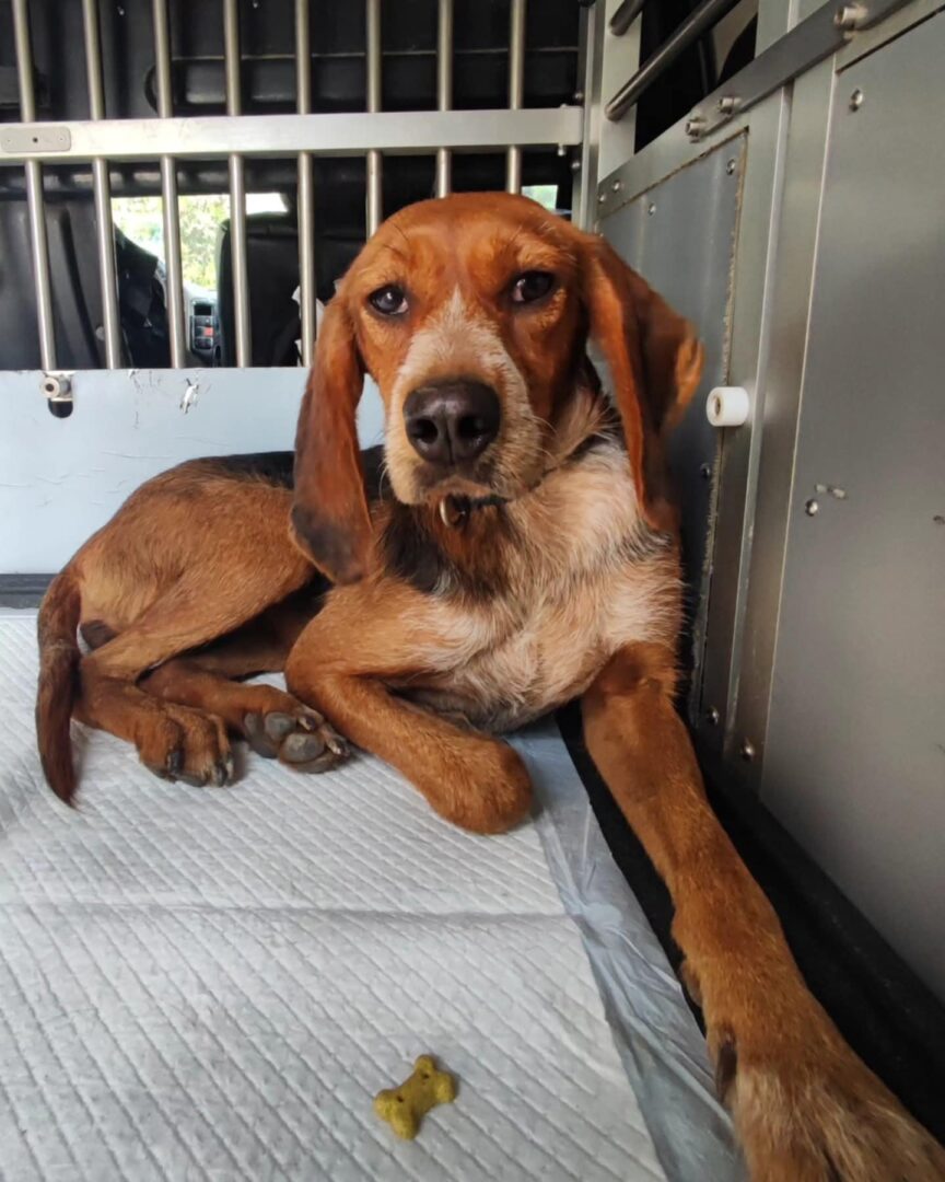 Hund liegt in einer Transportbox auf einer weißen Unterlage.