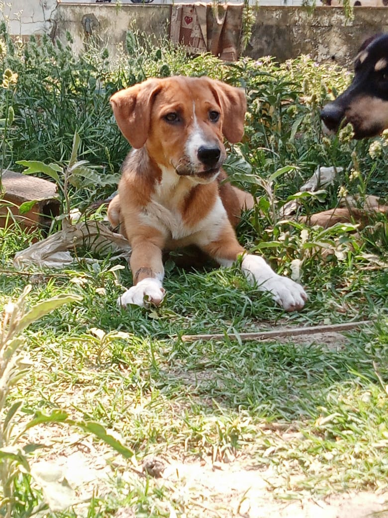 Zwei Hunde liegen im grünen Gras eines Gartens.