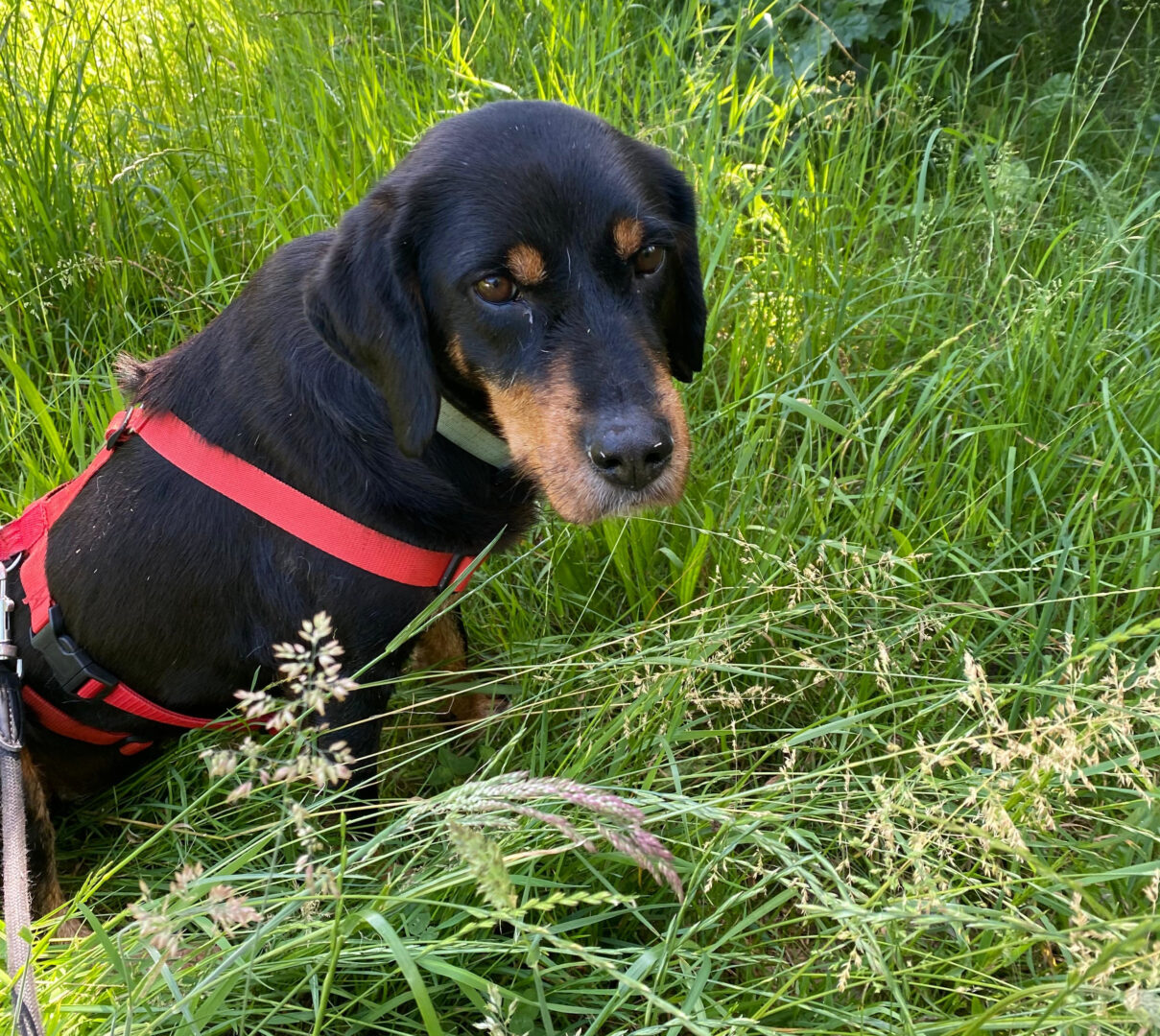 Hund mit rotem Geschirr sitzt im grünen Gras, umgeben von hohen Pflanzen.