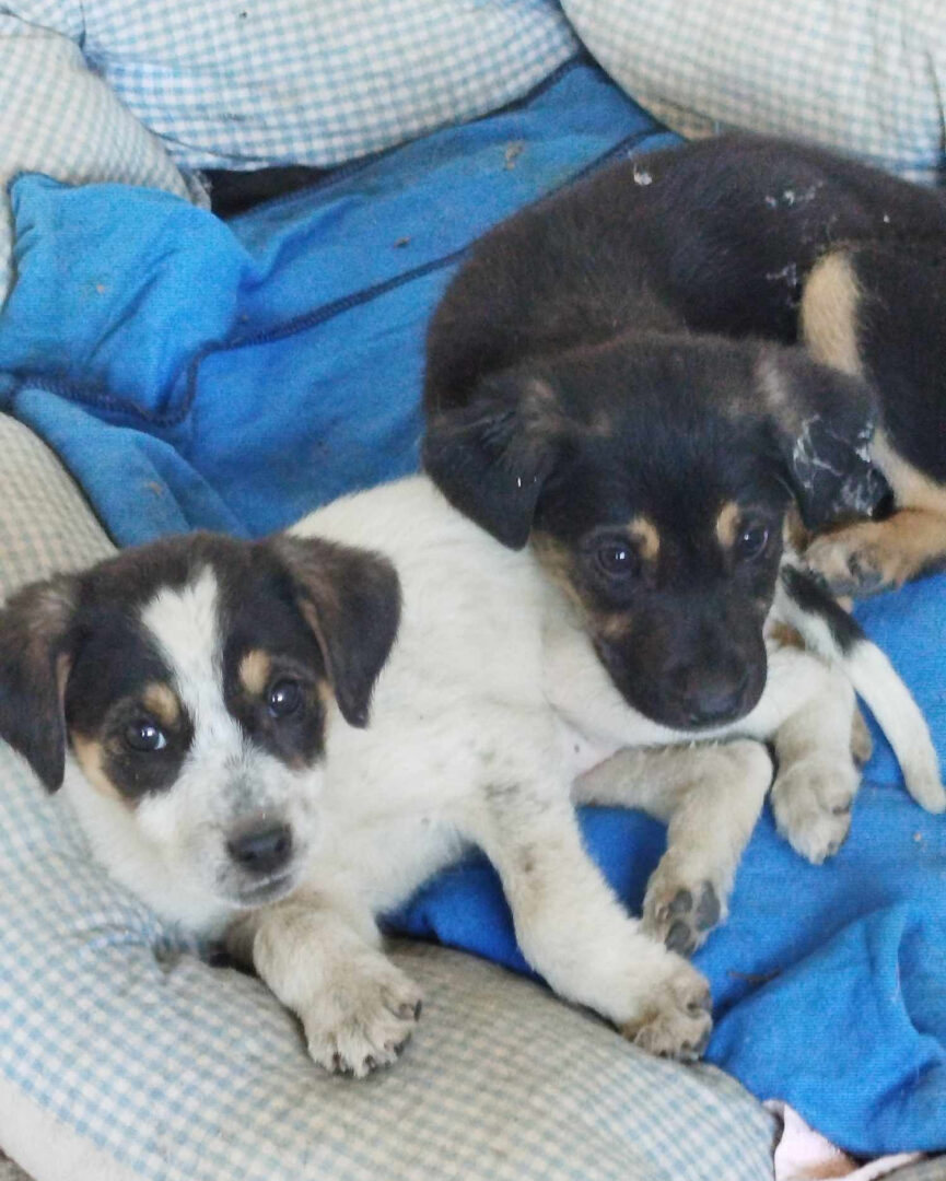 Zwei Welpen liegen gemeinsam auf einem blauen und karierten Hundebett.