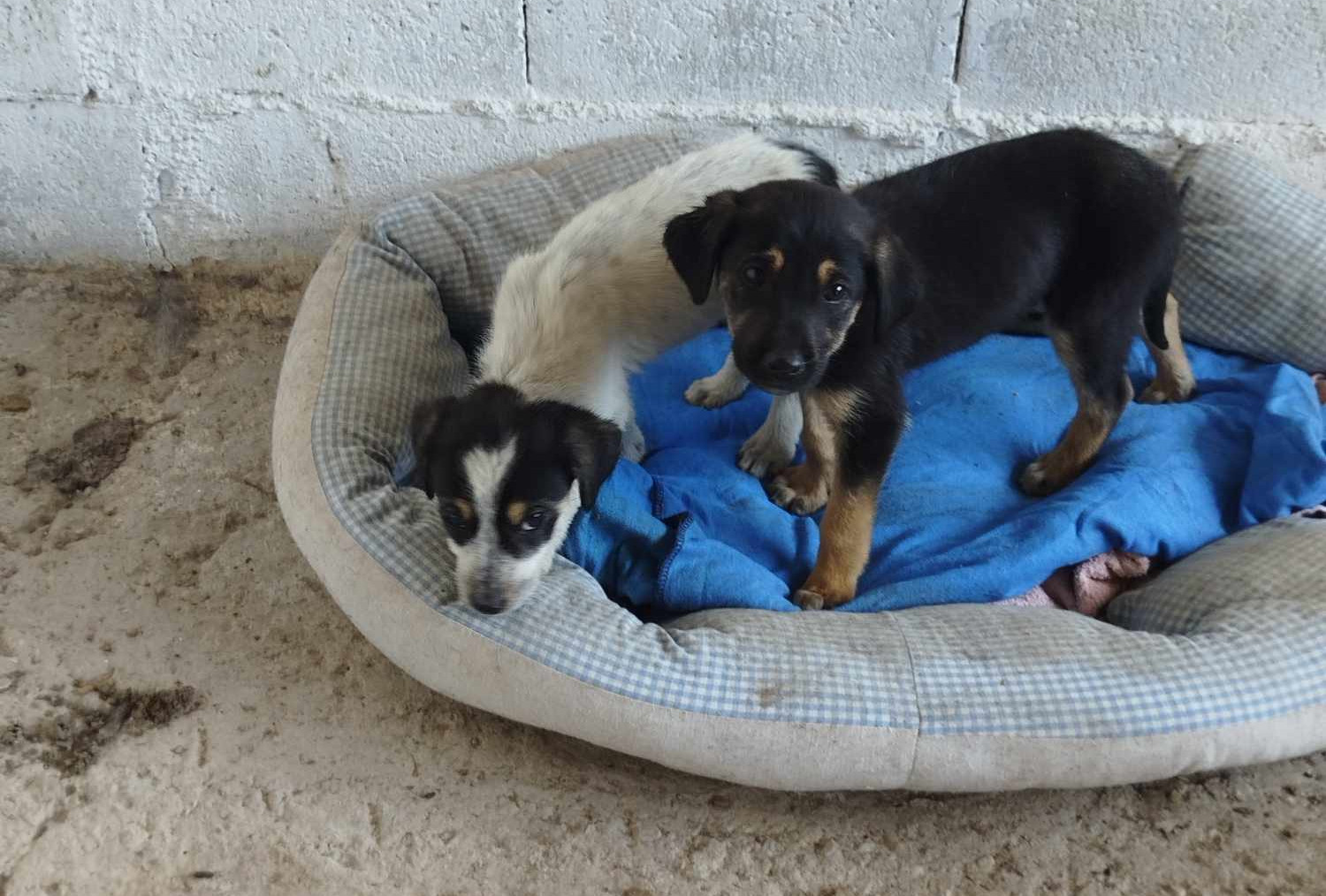 Zwei Welpen liegen auf einem blauen Tuch in einem Hundebett vor einer Ziegelwand.