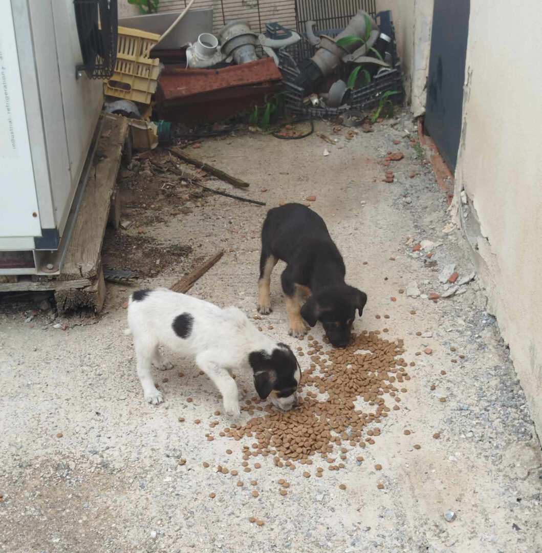 Zwei Welpen fressen Trockenfutter auf Betonboden neben Schuttplatz.