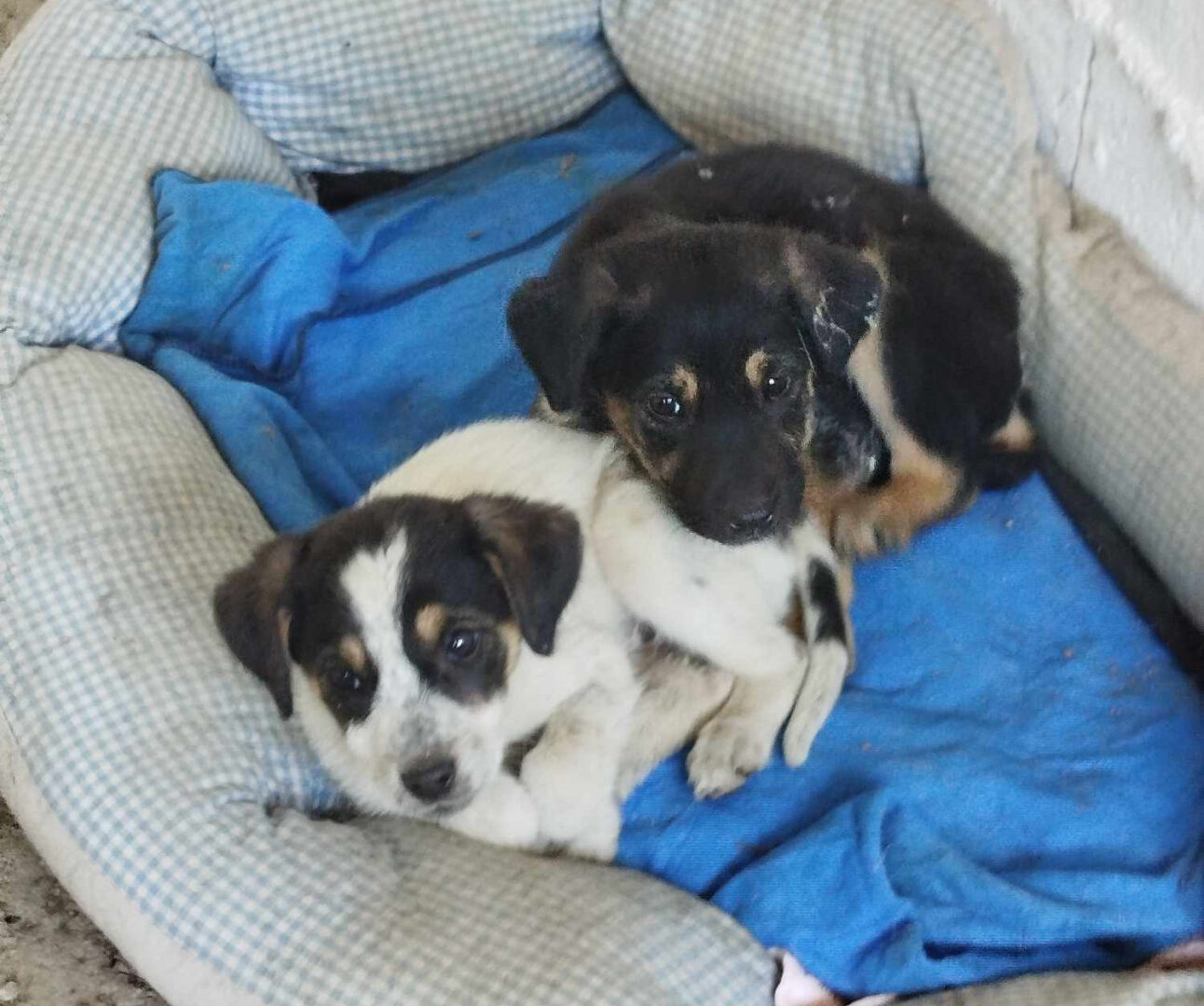 Zwei kleine Hunde liegen nah beieinander in einem Kissen auf einem blauen Hundebett.