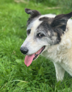 Amy Zorro Dogsavior Aug25 1