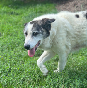 Amy Zorro Dogsavior Aug25 2