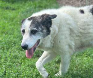 Amy Zorro Dogsavior Aug25 Beitragsbild