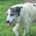 Amy Zorro Dogsavior Aug25 Beitragsbild