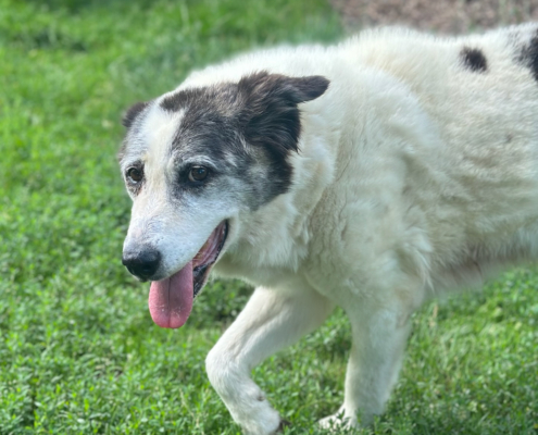Amy Zorro Dogsavior Aug25 Beitragsbild