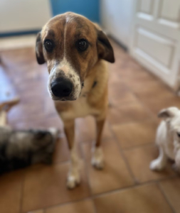 Anton Zorro Dogsavior Jul25 1