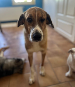 Anton Zorro Dogsavior Jul25 2