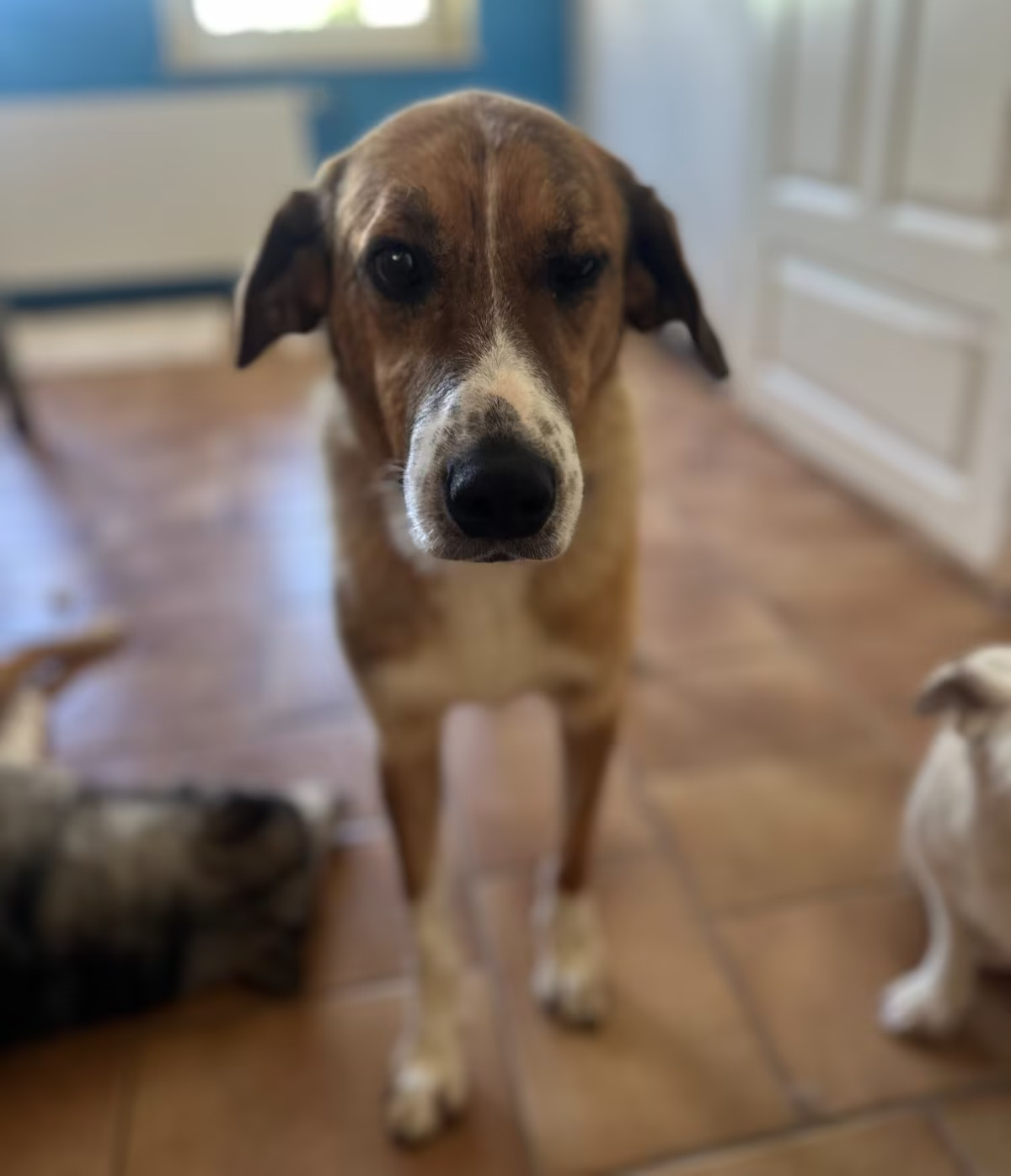 Anton Zorro Dogsavior Jul25 2