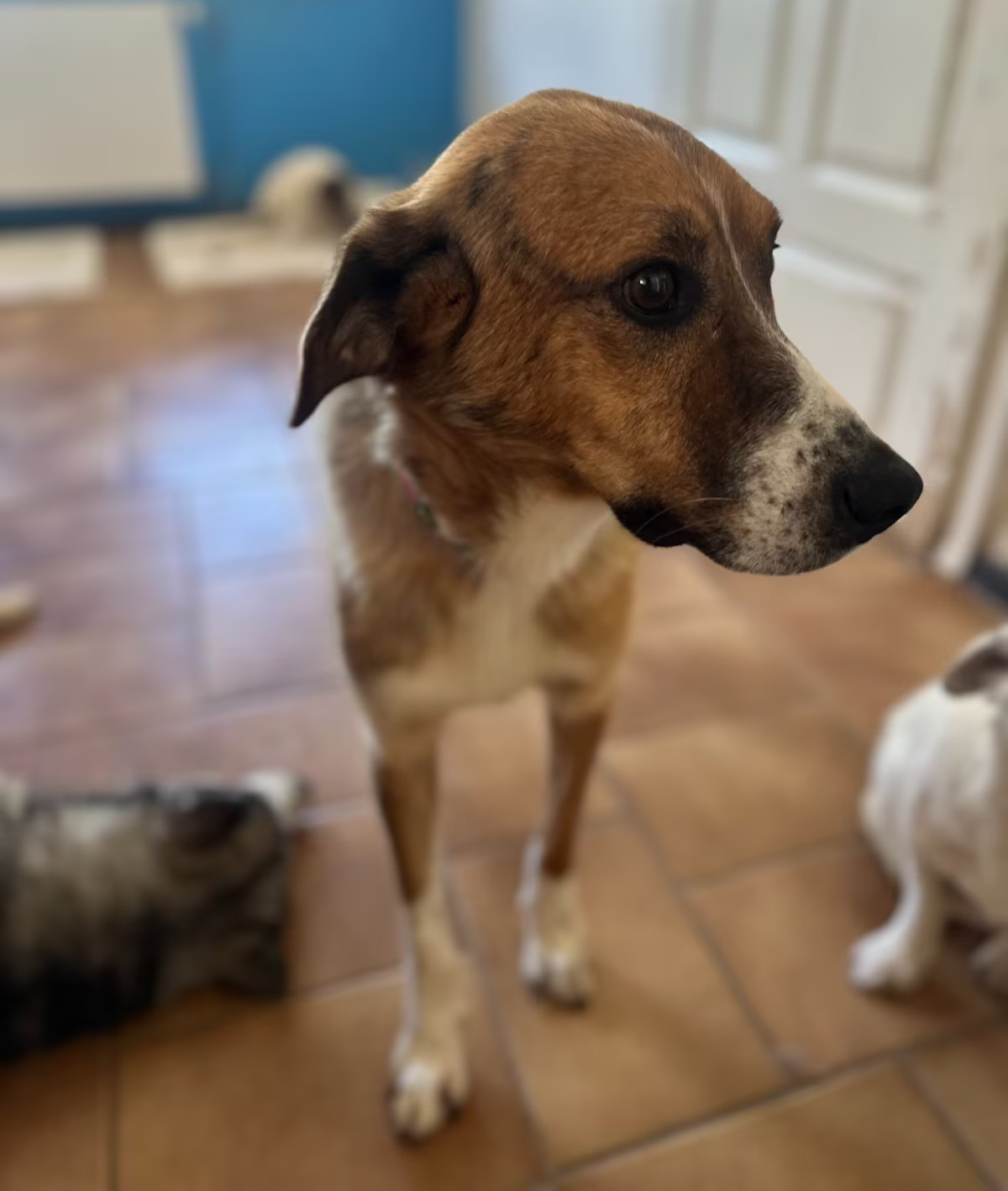 Anton Zorro Dogsavior Jul25 3