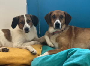 Anton Zorro Dogsavior Jul25 4