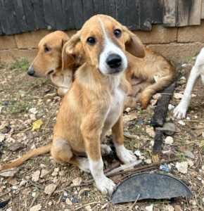 Anton Zorro Dogsavior Jul25 5