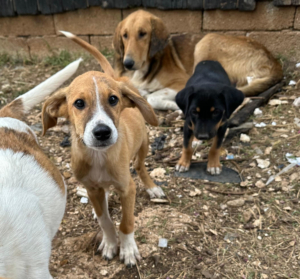 Anton Zorro Dogsavior Jul25 7