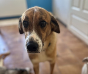 Anton Zorro Dogsavior Jul25 Beitragsbild