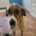 Anton Zorro Dogsavior Jul25 Beitragsbild