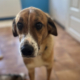 Anton Zorro Dogsavior Jul25 Beitragsbild