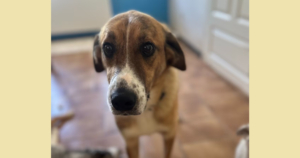 Anton Zorro Dogsavior Jul25 Social Media