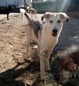 Azul Zorro Dogsavior Okt25 1