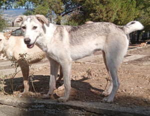 Azul Zorro Dogsavior Okt25 2