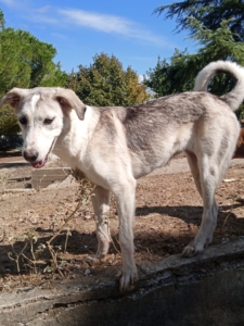 Azul Zorro Dogsavior Okt25 3