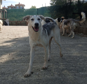 Azul Zorro Dogsavior Okt25 4