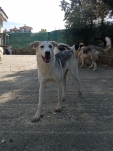 Azul Zorro Dogsavior Okt25 4