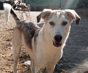 Azul Zorro Dogsavior Okt25 Beitragsbild