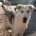 Azul Zorro Dogsavior Okt25 Beitragsbild