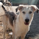 Azul Zorro Dogsavior Okt25 Beitragsbild