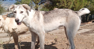 Azul Zorro Dogsavior Okt25 Social Media