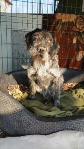 Hund in einem Drahtkäfig auf einem Bett mit Decken in der Sonne