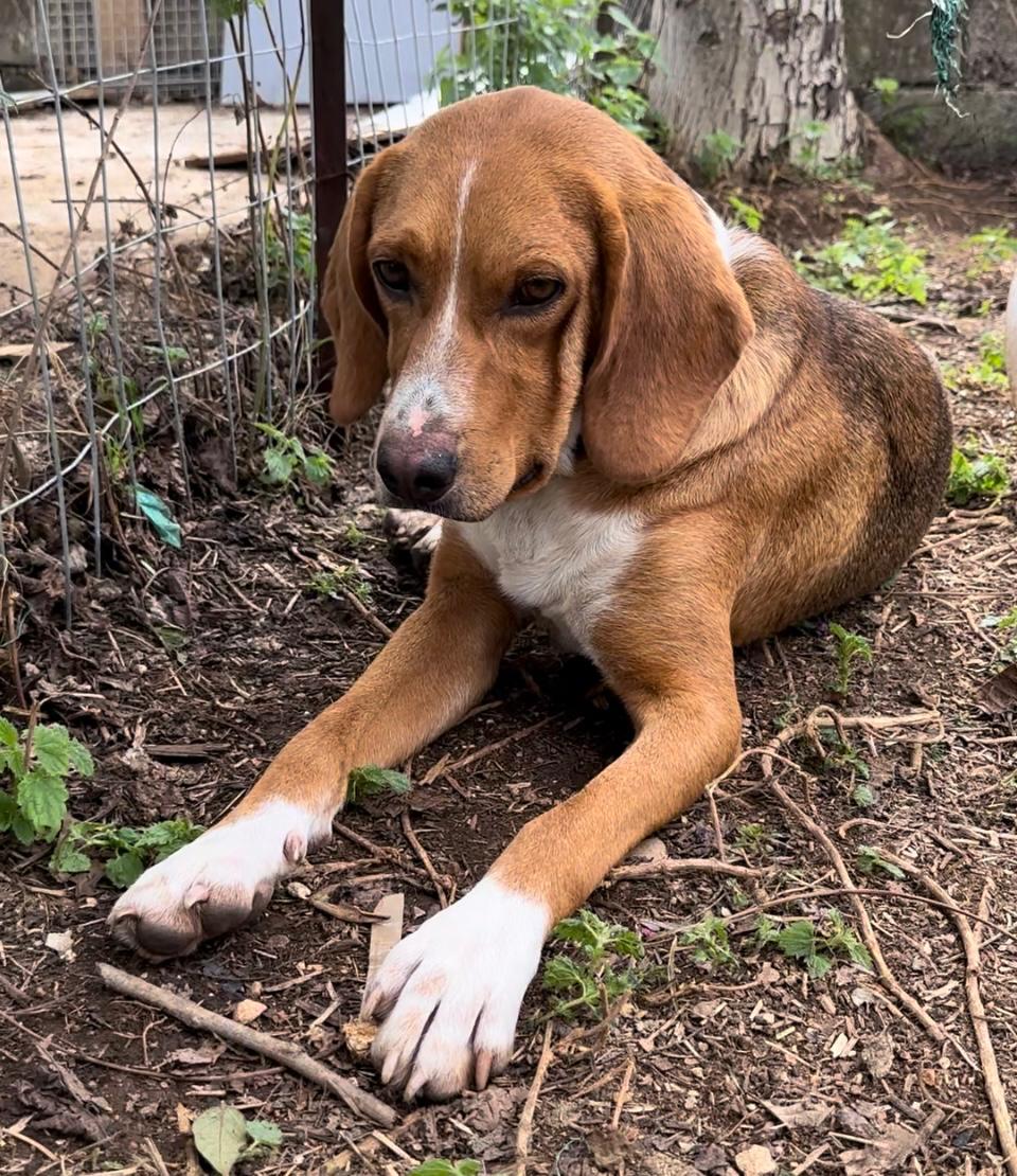 Bou Zorro Dogsavior Jul25 1