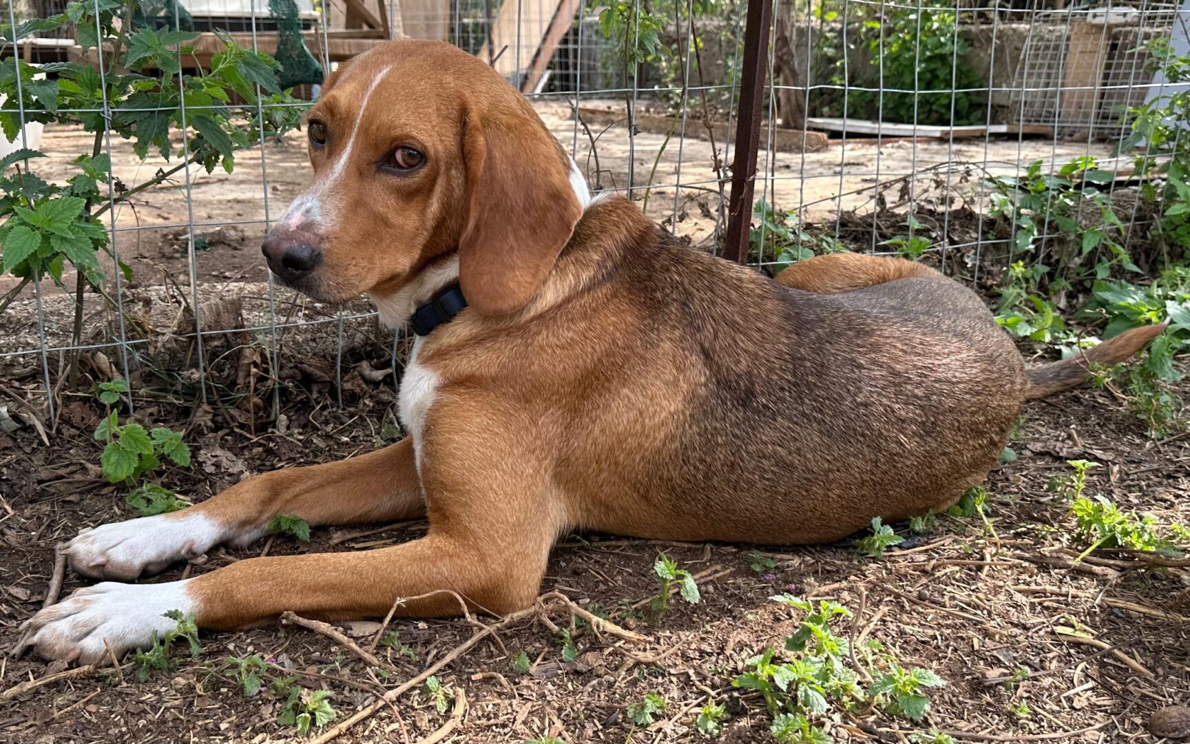 Bou Zorro Dogsavior Jul25 2